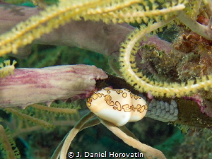 Would these be eggs being left by the flamingo tongue sna... by J. Daniel Horovatin 